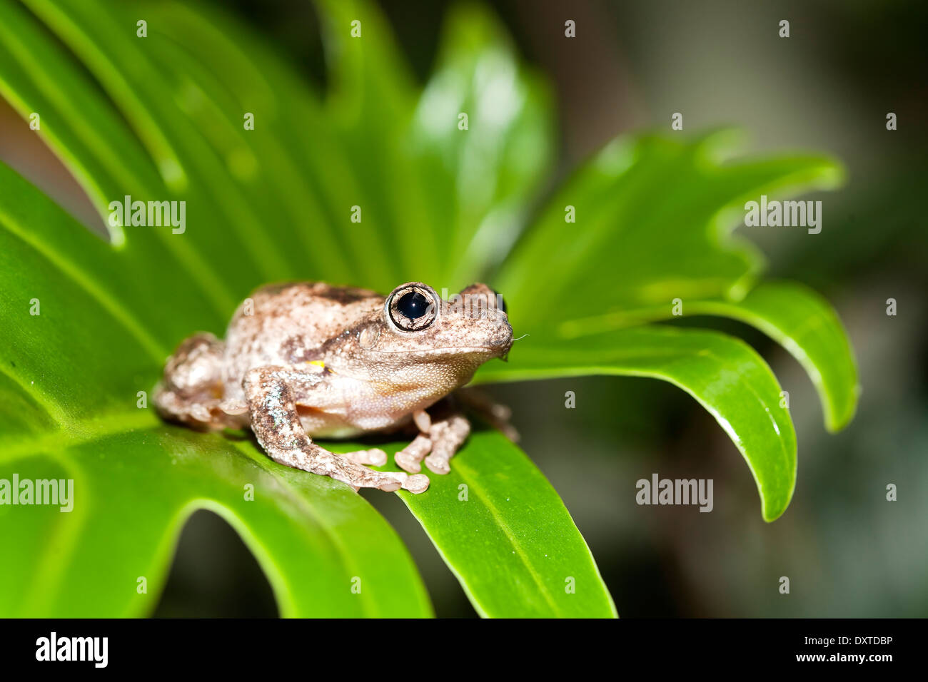 La Rainette de rire - la faune australienne Banque D'Images