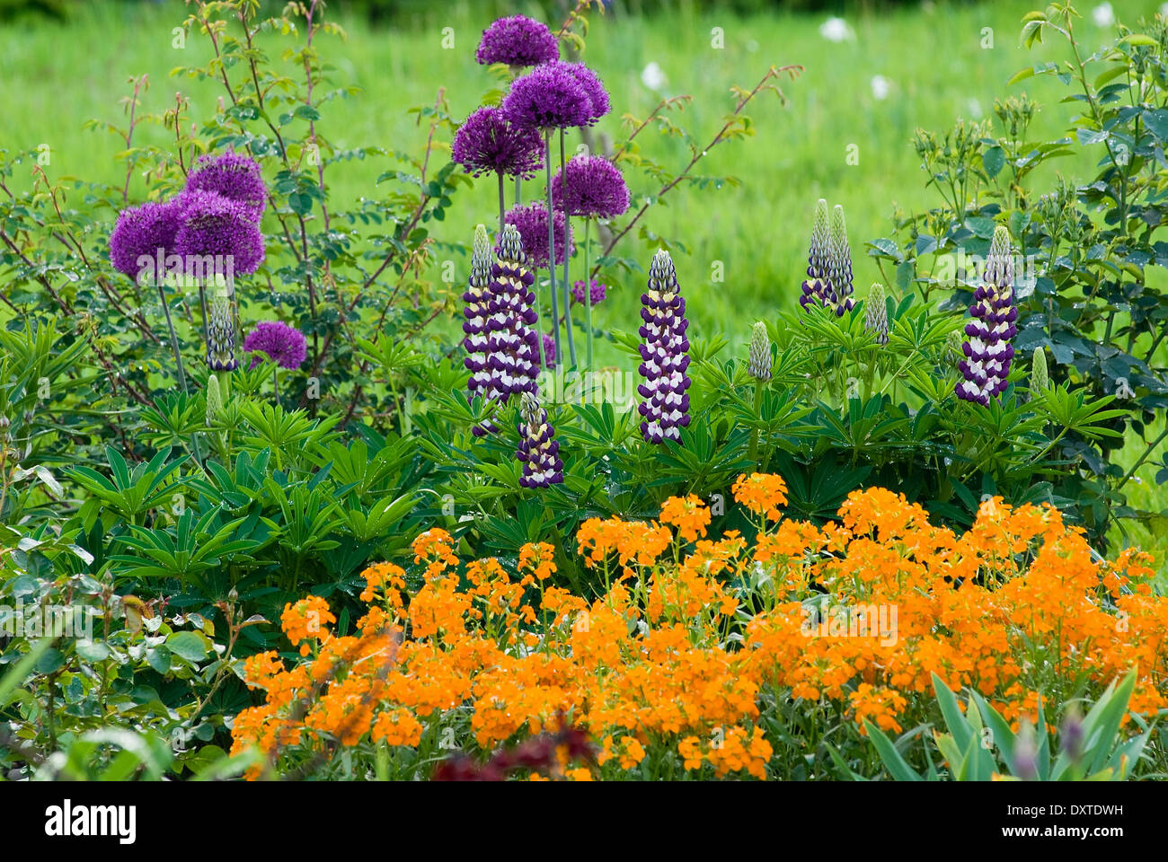 Allium hollandicum 'Purple Sensation' au printemps de frontière. Mai. Bulbes, vivaces. Association des fleurs violet et orange. Banque D'Images