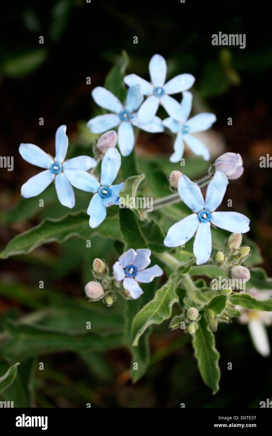 Fleurs en forme d'étoile bleu pâle. Banque D'Images