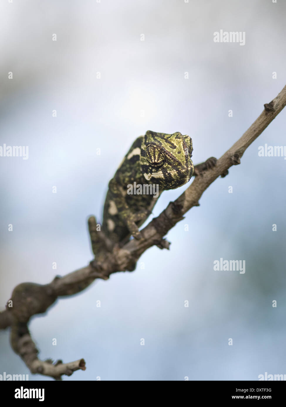 Un Bebe Cameleon Commun De L Escalade Dans Un Arbre Photo Stock Alamy Un Bebe Cameleon Commun De L Escalade Dans Un Arbre Photo Stock Alamy