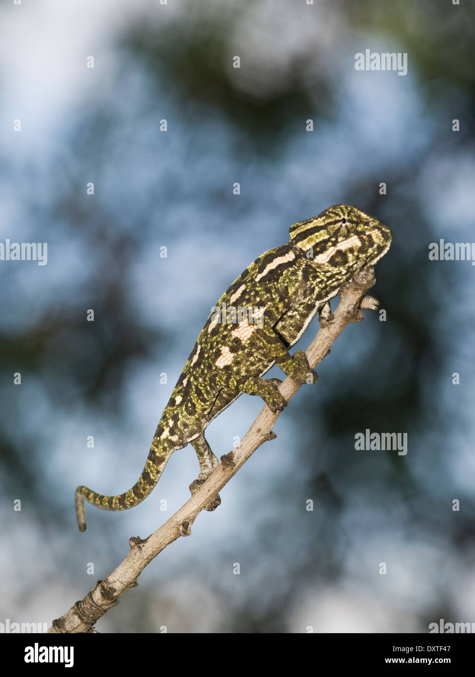 Un Bebe Cameleon Commun De L Escalade Dans Un Arbre Photo Stock Alamy