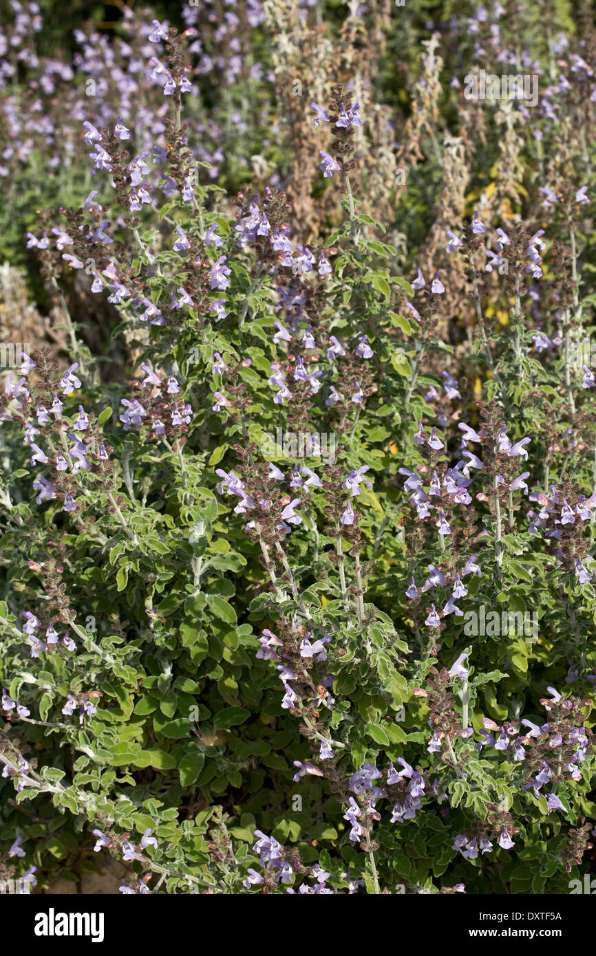 La sauge sauvage, Salvia fruticosa en fleur ; Chypre Banque D'Images