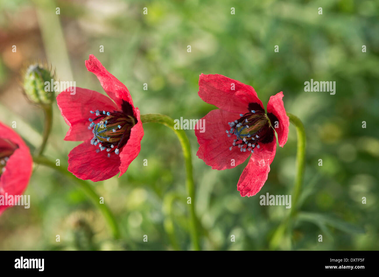 Pavot rugueux, Papaver hybridum fleurs et fruits. Cornfield rare l'herbe. Chypre Banque D'Images