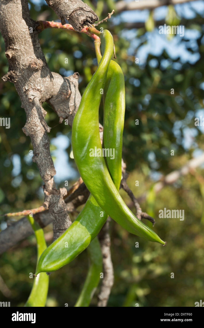 Ceratonia siliqua caroubier, avec la maturation des fruits. Chypre Banque D'Images