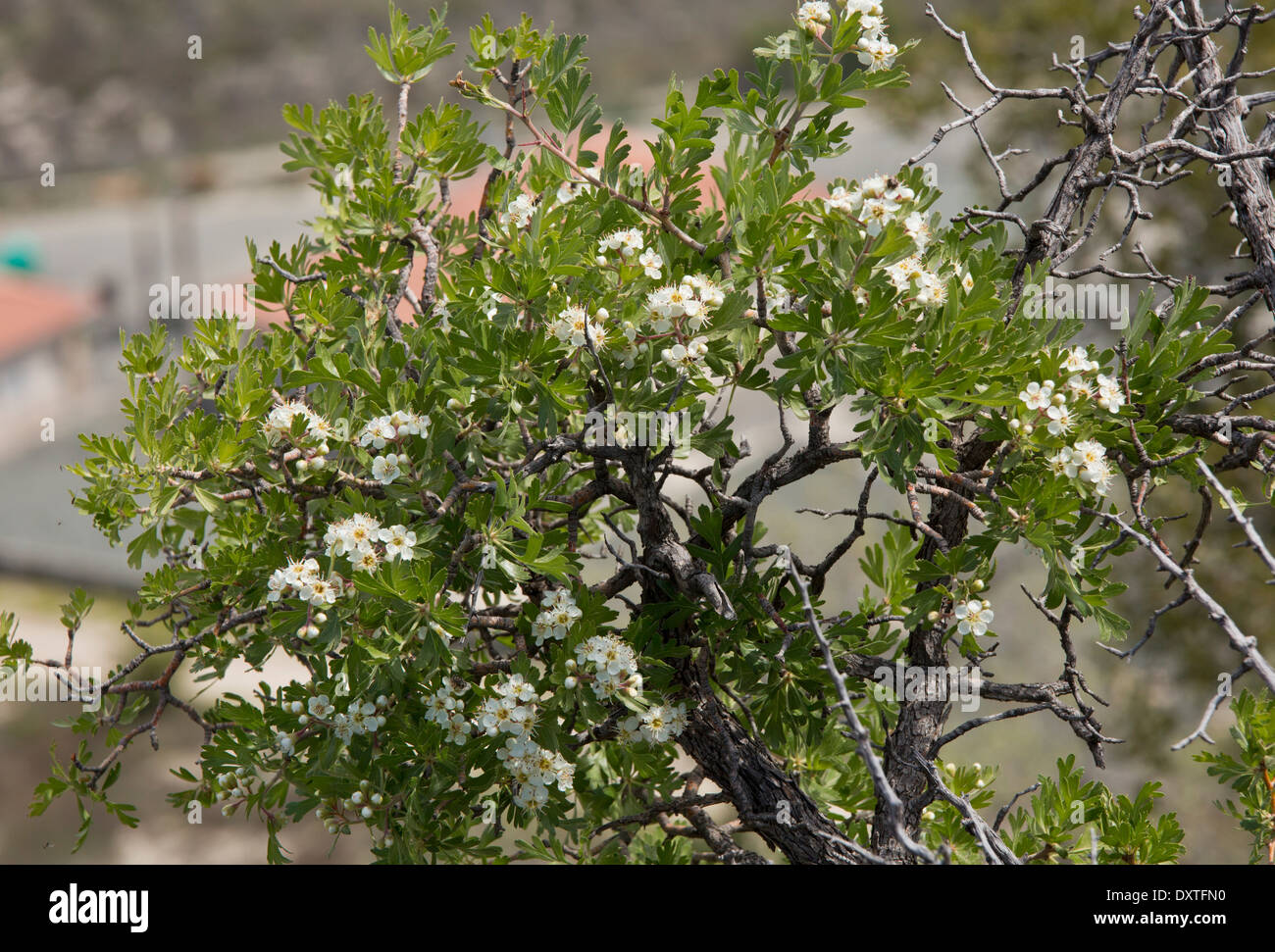 Azarole, Crataegus azarolus en fleur ; aussi connu sous le nom de Méditerranée et d'azerole nèfle. Chypre. Banque D'Images