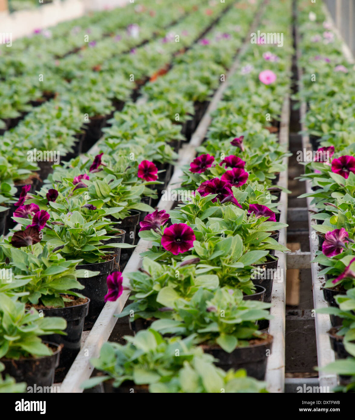 De longues rangées de plantes à fleurs pour la vente dans la serre le fleuriste en Hollande Banque D'Images