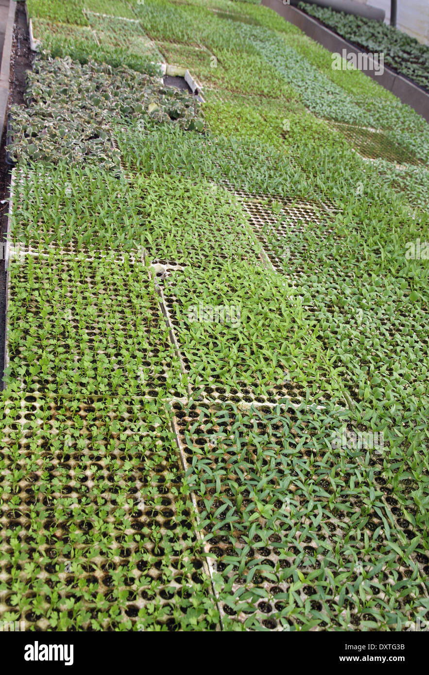 Plants de petits fruits pousses dans grande serre aux Pays-Bas Banque D'Images