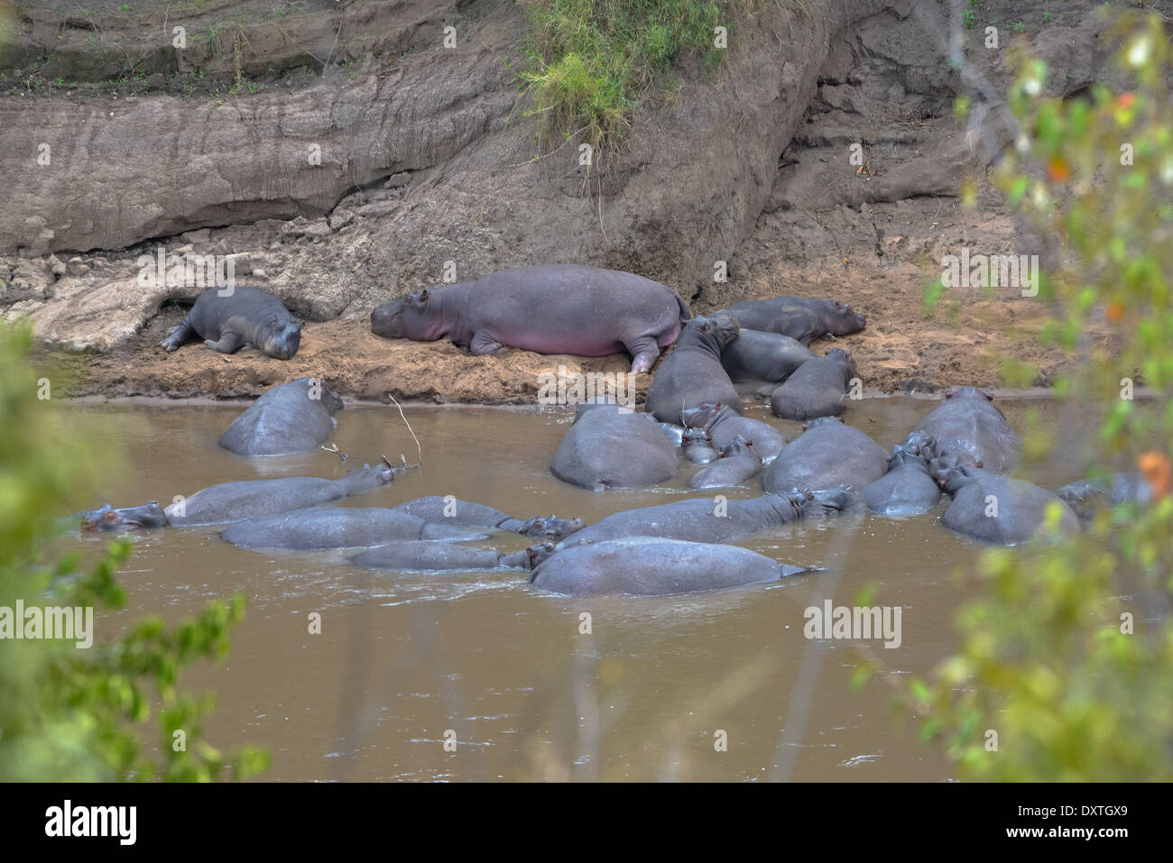 Un groupe d'hippopotames au Parc national du Masai Mara au Kenya Banque D'Images