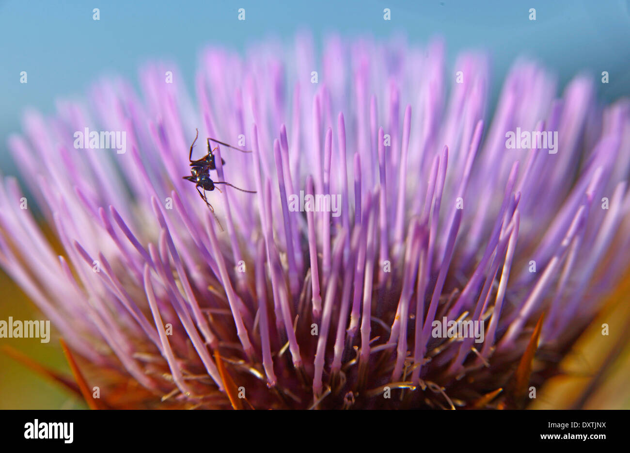 Thislle sauvages (Cynara cardunculus sylvestris) fleurs ant de Pentecôte Banque D'Images
