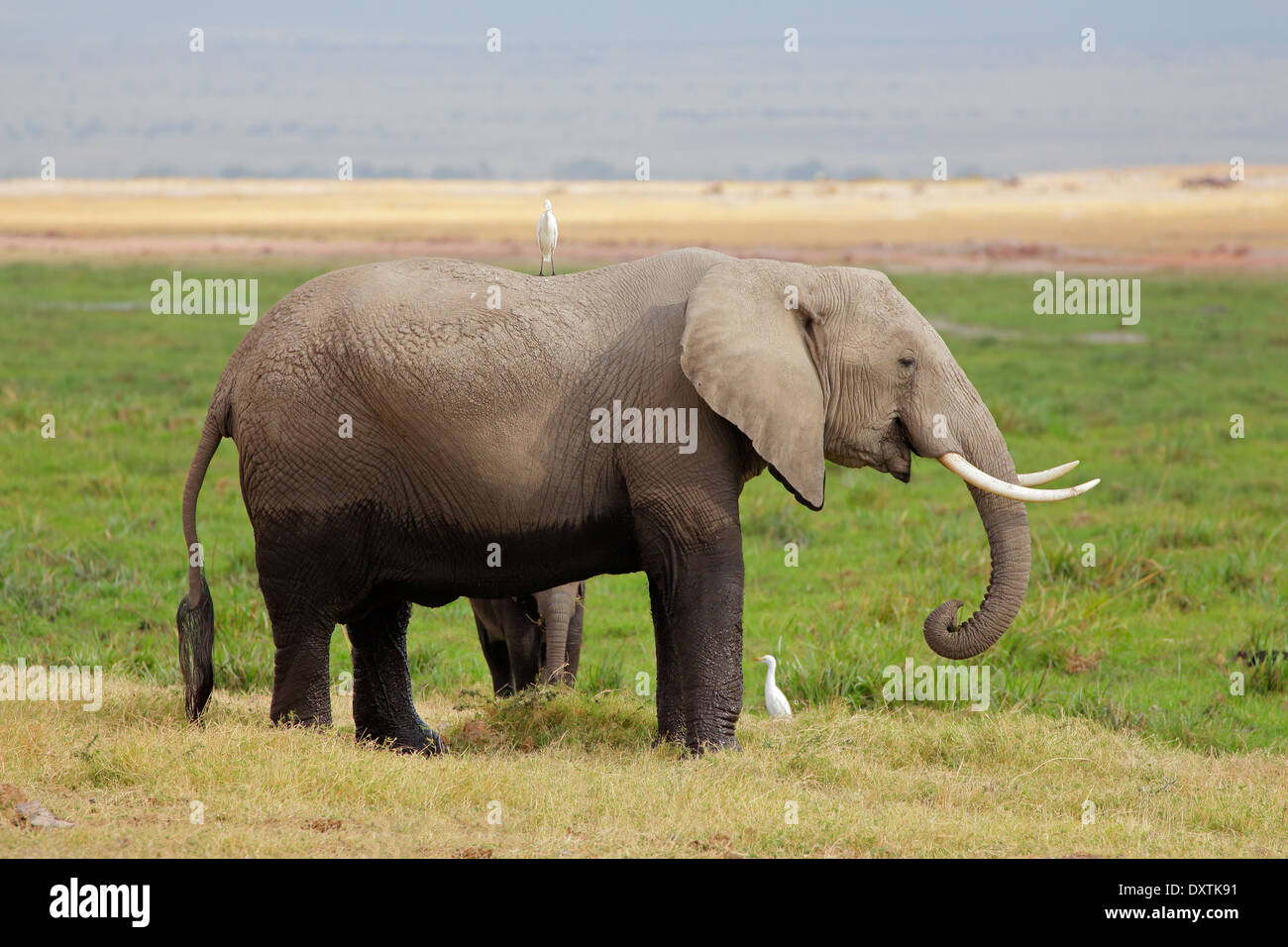 L'éléphant africain (Loxodonta africana) vache avec veau, Parc National d'Amboseli, Kenya Banque D'Images