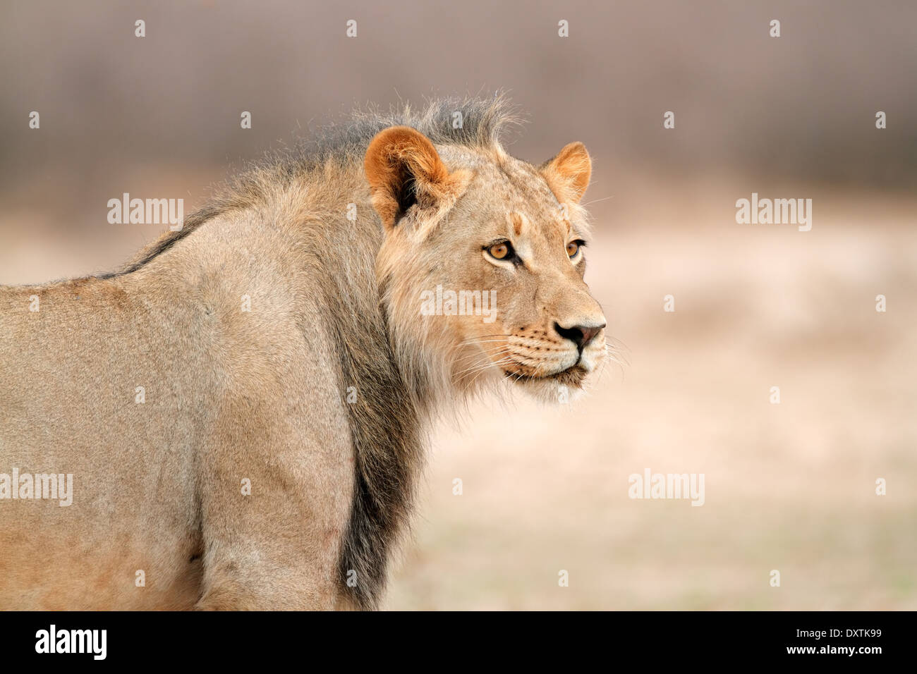 Portrait d'un jeune homme l'African lion (Panthera leo), Afrique du Sud Banque D'Images