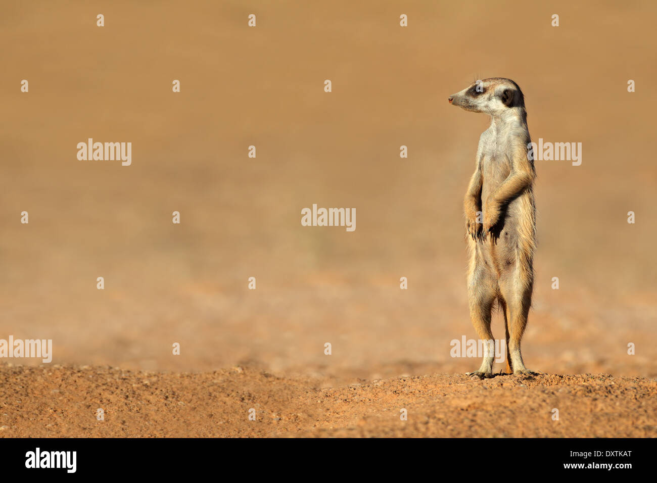 Meerkat alerte (Suricata suricatta) montent la garde, désert du Kalahari, Afrique du Sud Banque D'Images