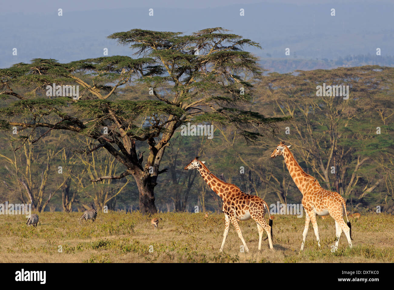 Rothschild rares girafes (Giraffa camelopardalis rothschildi), Parc national du lac Nakuru, Kenya Banque D'Images