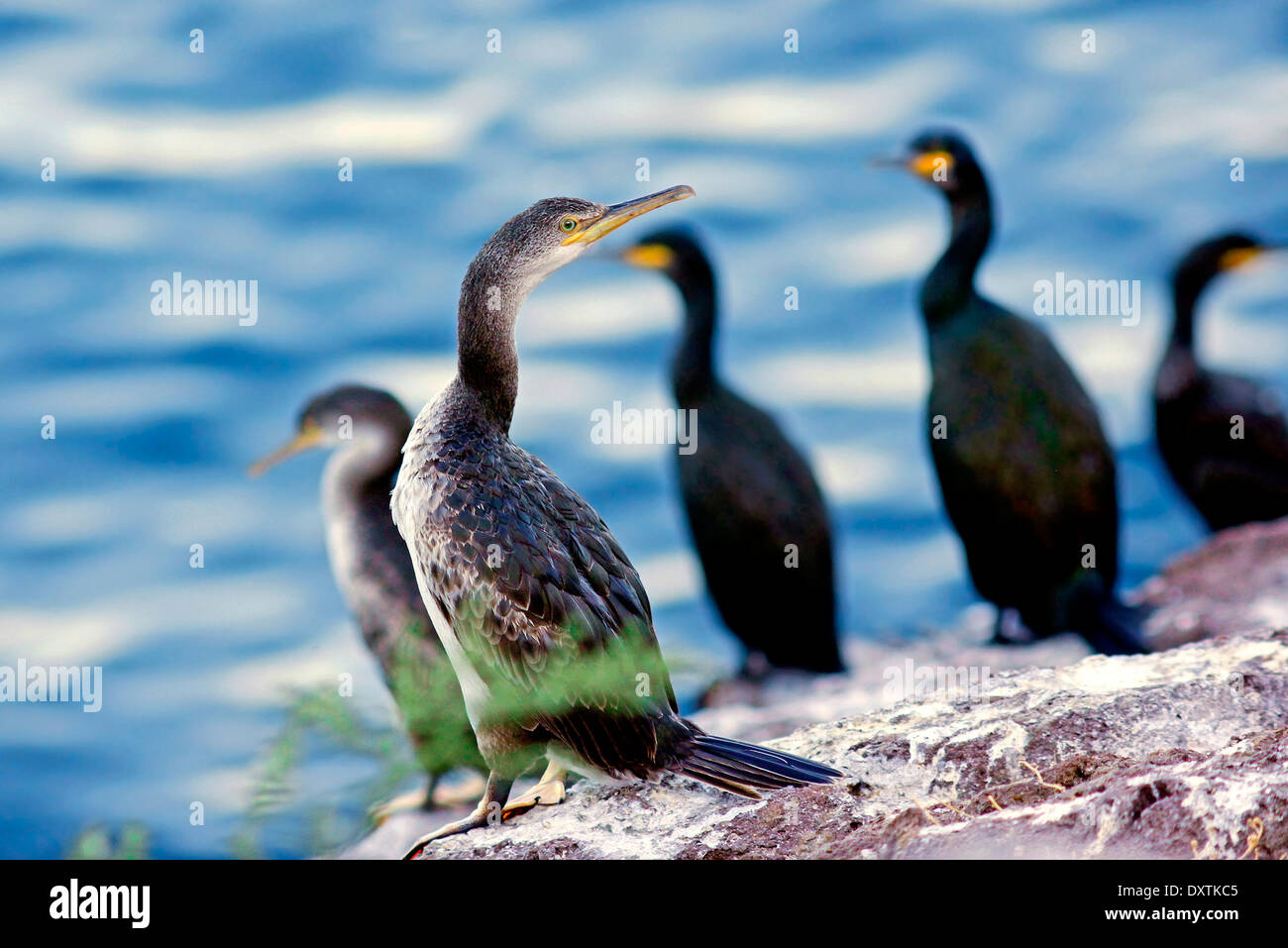 Cormorans de Méditerranée (Phalacrocorax aristotelis desmarestii) spécimens plumage juvénile et adulte Banque D'Images