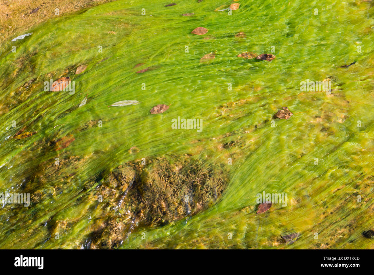 Des rochers sculptés par un ruisseau abritant les algues filament et nettoyer l'eau des montagnes, Mura, Espagne Banque D'Images