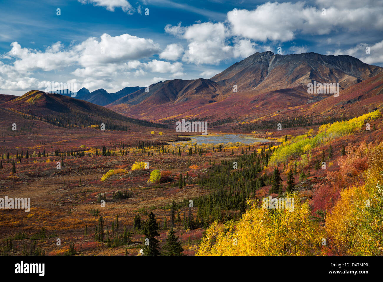 Couleurs d'automne et de la cathédrale de la montagne, le parc territorial Tombstone, Yukon, Canada Banque D'Images