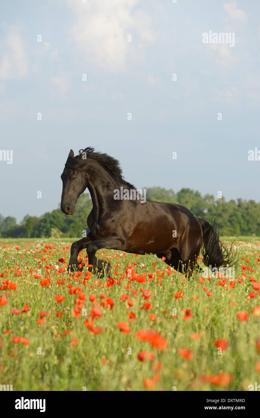 Cheval frison galoper dans un champ de coquelicots Banque D'Images