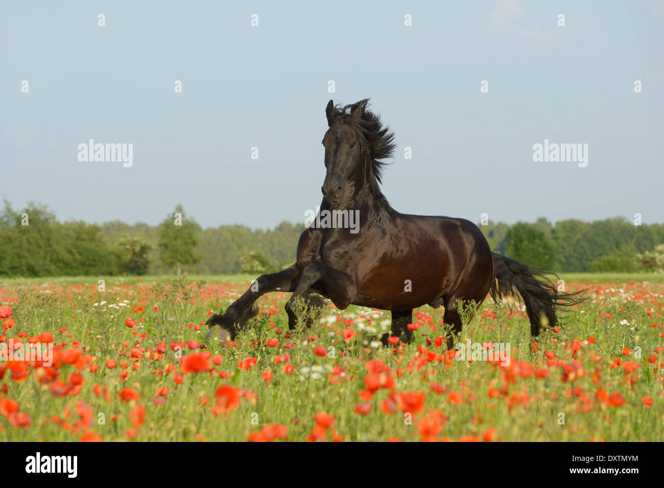 Cheval frison galoper dans un champ de coquelicots Banque D'Images