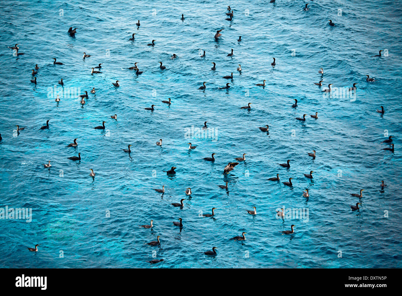 Cormorans de Méditerranée (Phalacrocorax aristotelis desmarestii) fock sur la mer Banque D'Images