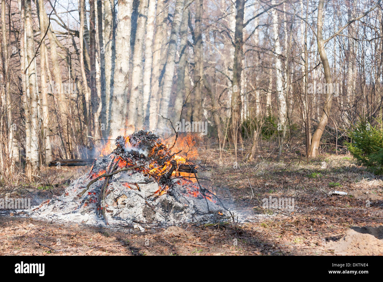 Fumeurs avec de petites flammes d'un feu de forêt au printemps en Banque D'Images