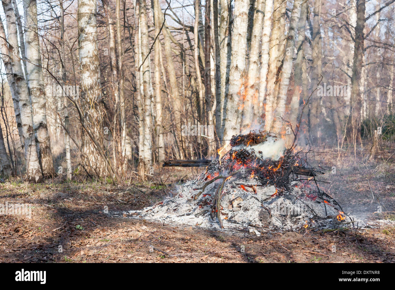 Fumeurs avec de petites flammes d'un feu de forêt au printemps en Banque D'Images