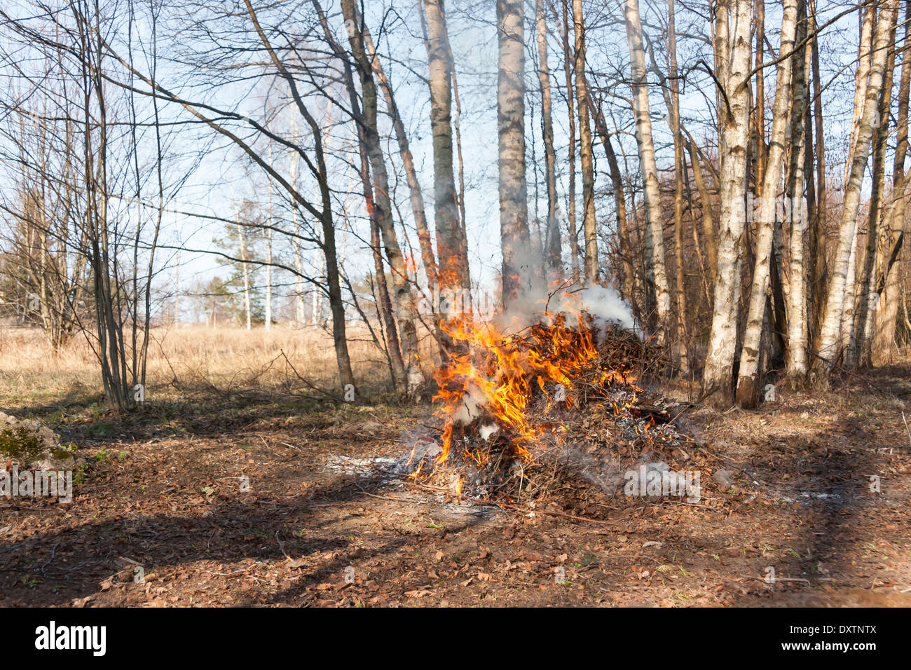 Fumeurs avec de petites flammes d'un feu de forêt au printemps en Banque D'Images