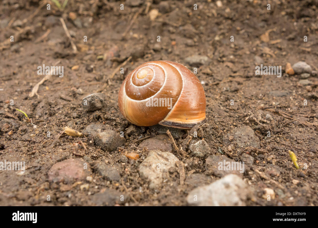 Escargot petit jeune Banque D'Images