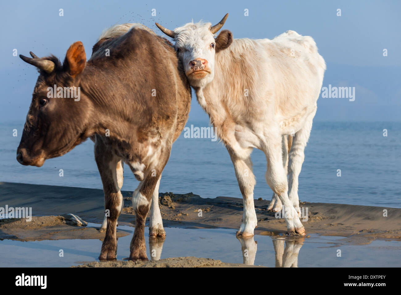 Deux vaches (un clair et un foncé) debout sur la rive et l'essaim de moucherons, l'île Olkhon, Lac Baikal, Sibérie, Russie Banque D'Images