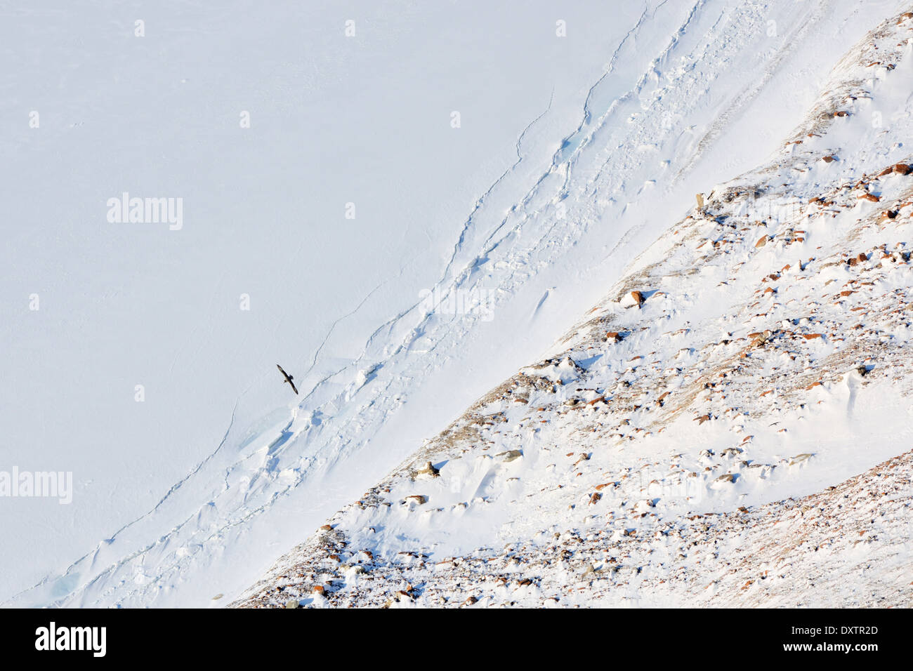 Le Fulmar boréal voler au-dessus de la glace de mer. Banque D'Images