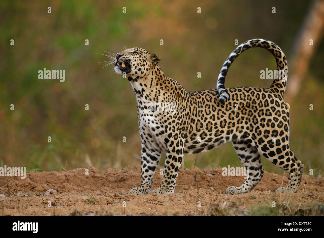 Indien mâle leopard walking snarling lors d'une abeille embêtants alors que sur un véhicule à chenilles Nagarahole National Park, Inde Banque D'Images