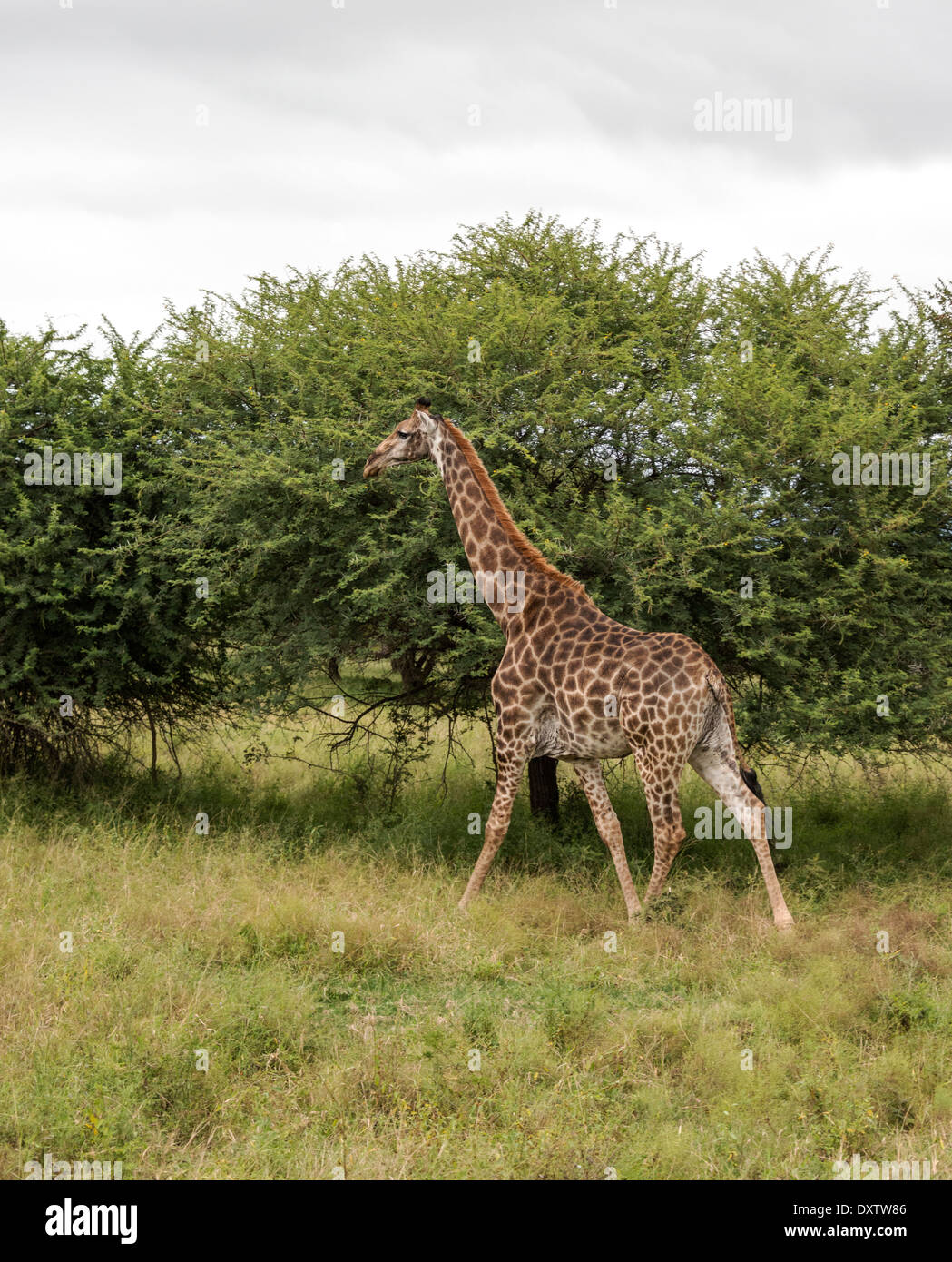 Girafe marche en Afrique du Sud sur safari parc Kruger national Banque D'Images