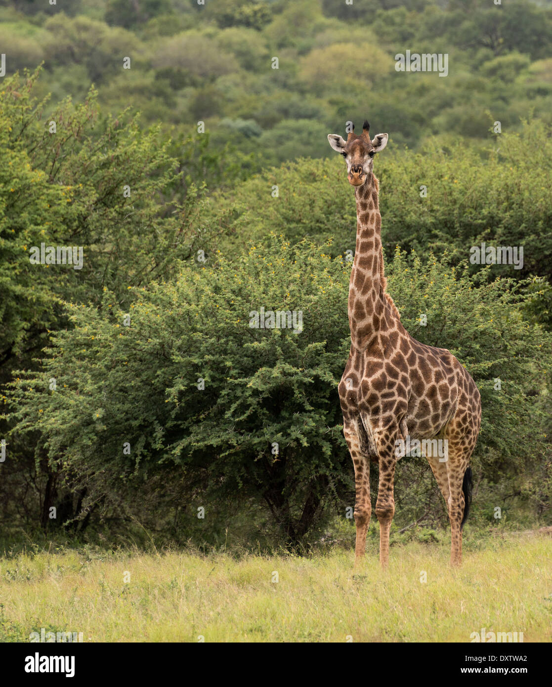 Girafe en Afrique du Sud sur safari parc Kruger national Banque D'Images