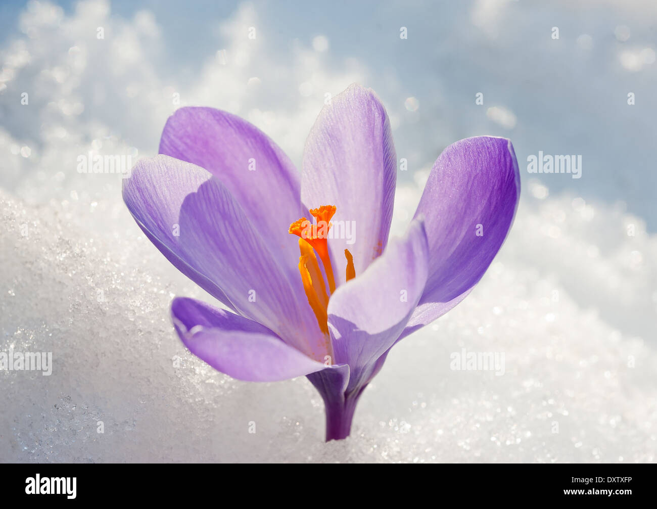Fleur de crocus violet sur la neige Banque D'Images