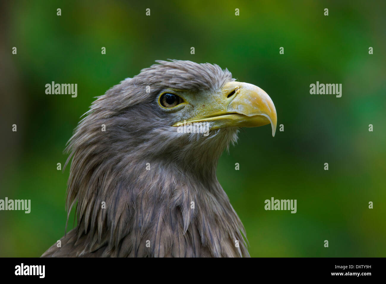 White-tailed Eagle / l'Aigle de mer / Erne (Haliaeetus albicilla) close up d'oiseau Banque D'Images