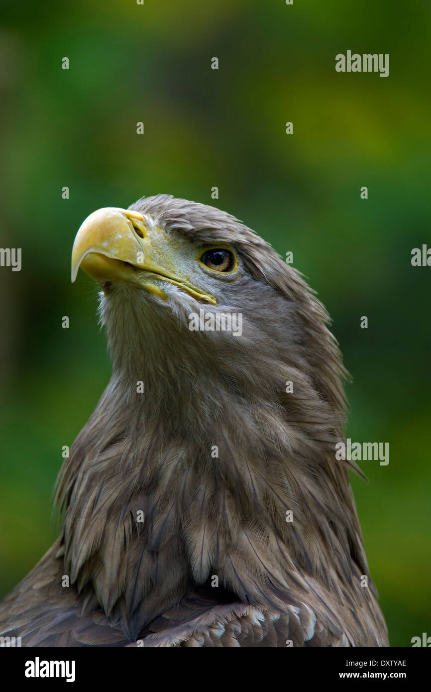 White-tailed Eagle / l'Aigle de mer / Erne (Haliaeetus albicilla) close up d'oiseau Banque D'Images