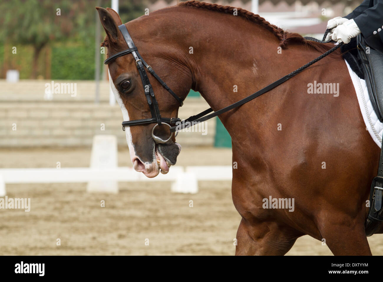 Cheval de dressage d'arabie Banque D'Images