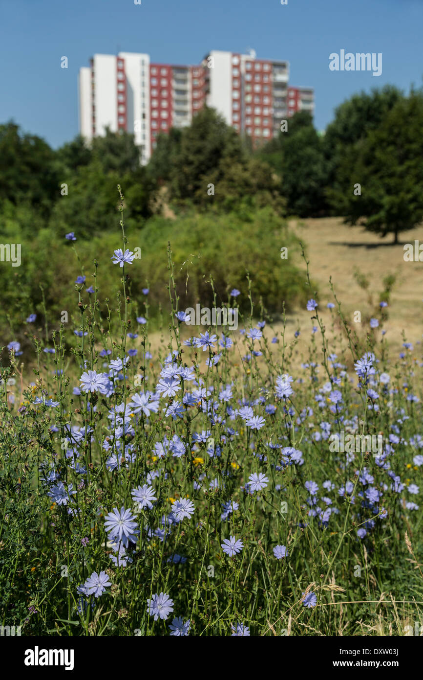 Fleurs sauvages vivaces bleus ou laitue, Lactuca perennis dans parc proche tour de blocs d'appartements, Brno, République Tchèque Banque D'Images