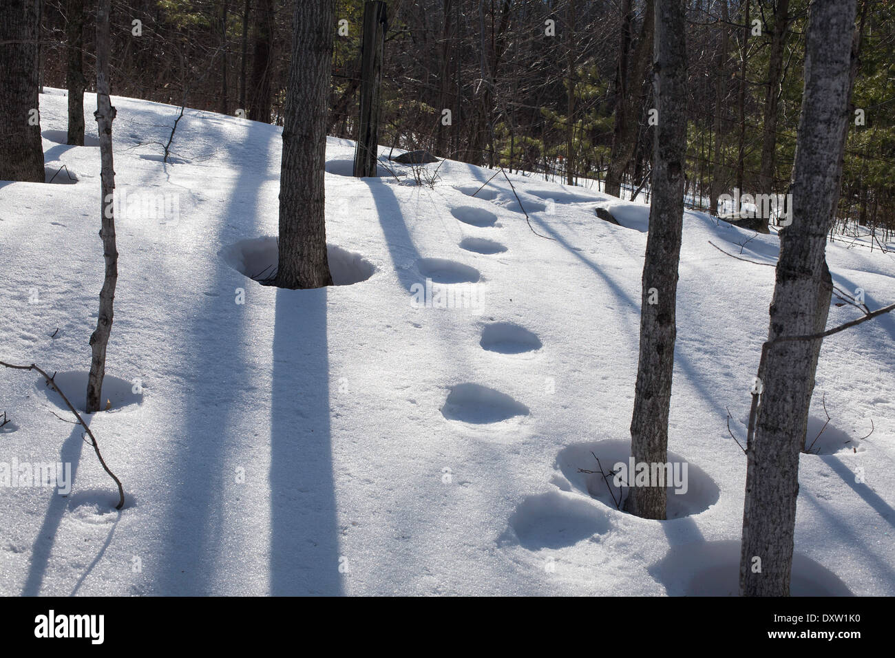 Les arbres projettent de grandes ombres d'hiver sur la neige sous le soleil d'après-midi jour de la Nouvelle-Angleterre avec des cercles d'empreintes humaines. Banque D'Images