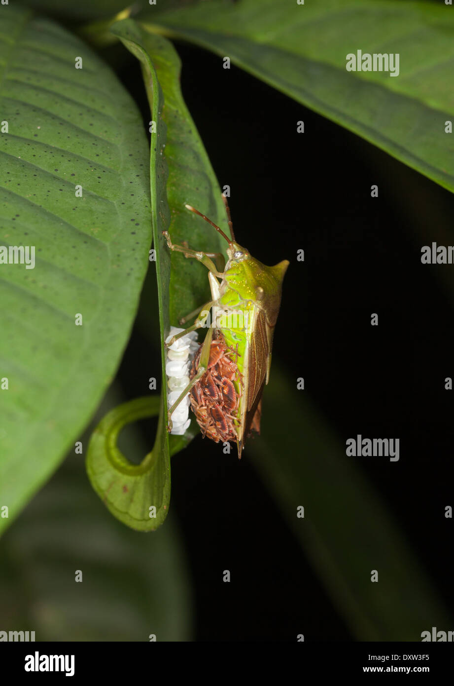 Insectes piquant (Pentatomidae) avec des alevins et des caisses d'œufs sur les feuilles de la forêt tropicale la nuit dans la forêt tropicale malaisienne Banque D'Images