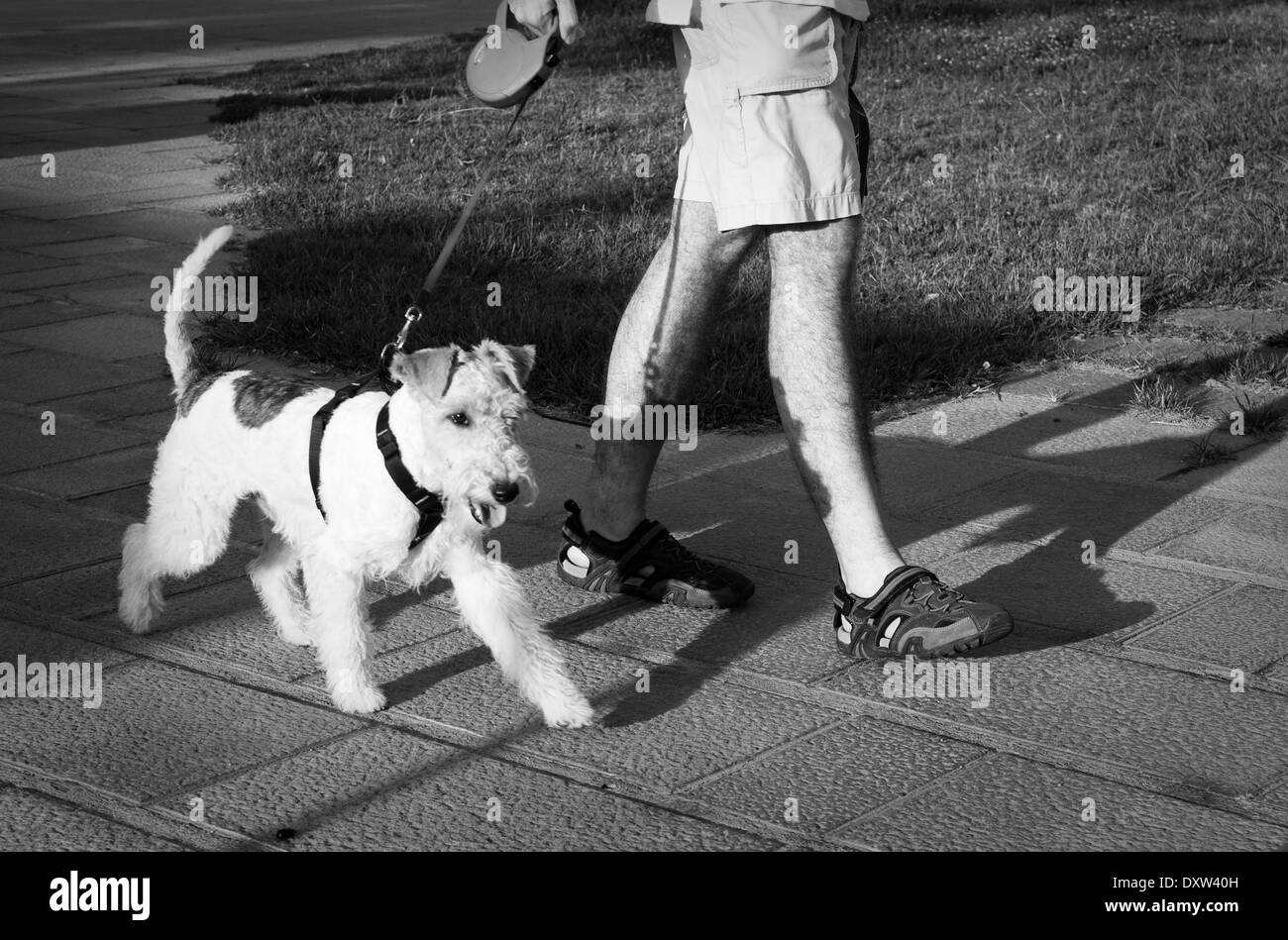 Un heureux fox terrier en laisse, marche avec son maître pour le parc Banque D'Images