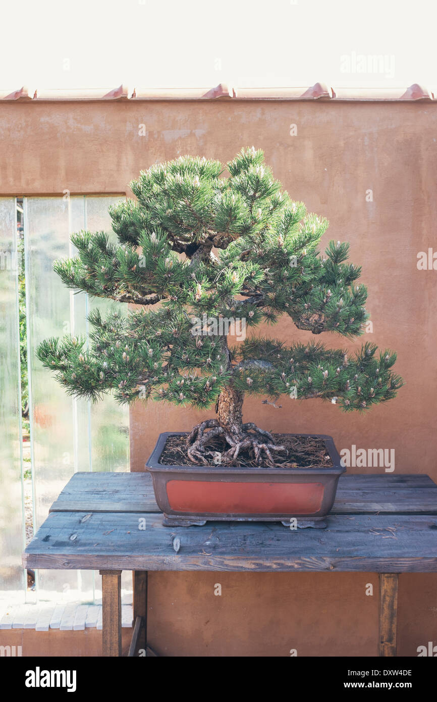 Bonsaï de pin en face de mur. Pinus nigra. Banque D'Images