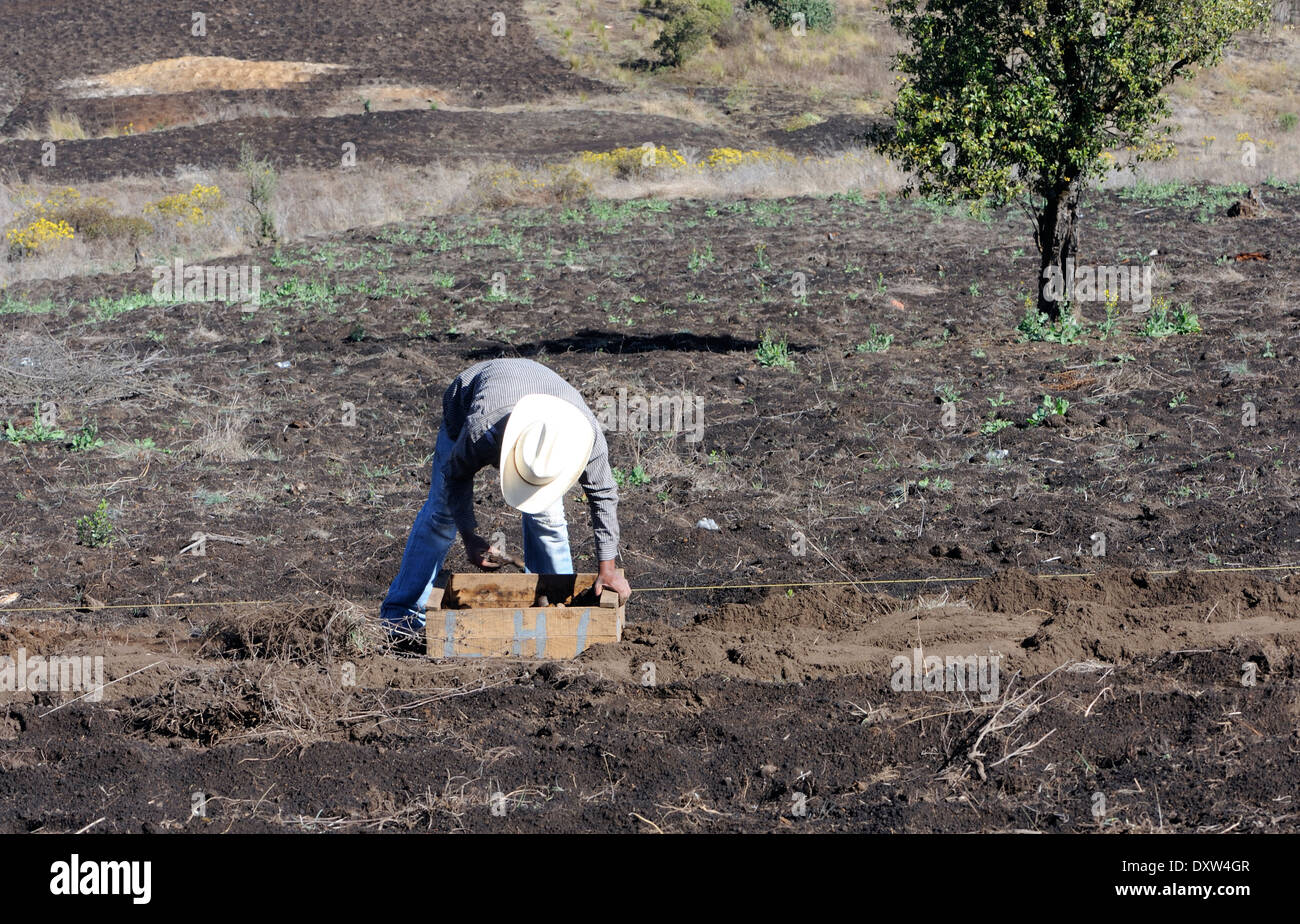 Un homme à la main les plantes cultivées des pommes de terre du sol volcanique noir sur les pentes du volcan Zunil au-dessus du village d'Xetinamit Banque D'Images