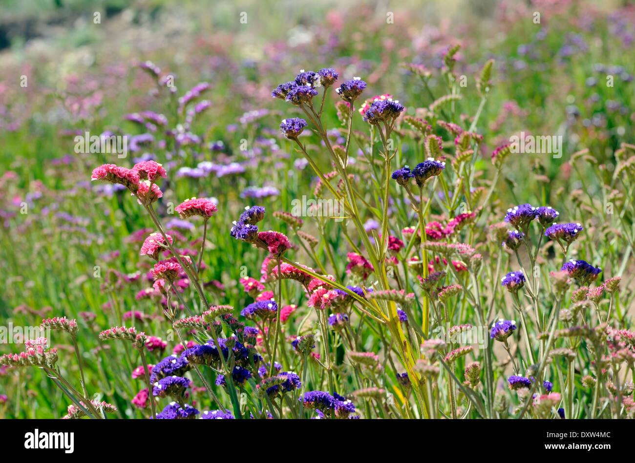 Statice fleurs poussent dans un champ. Ils seront séchés et utilisés pour la décoration. Ci-dessous Cerro Quemado, brûlé en Crête. Quetzaltenango, Banque D'Images