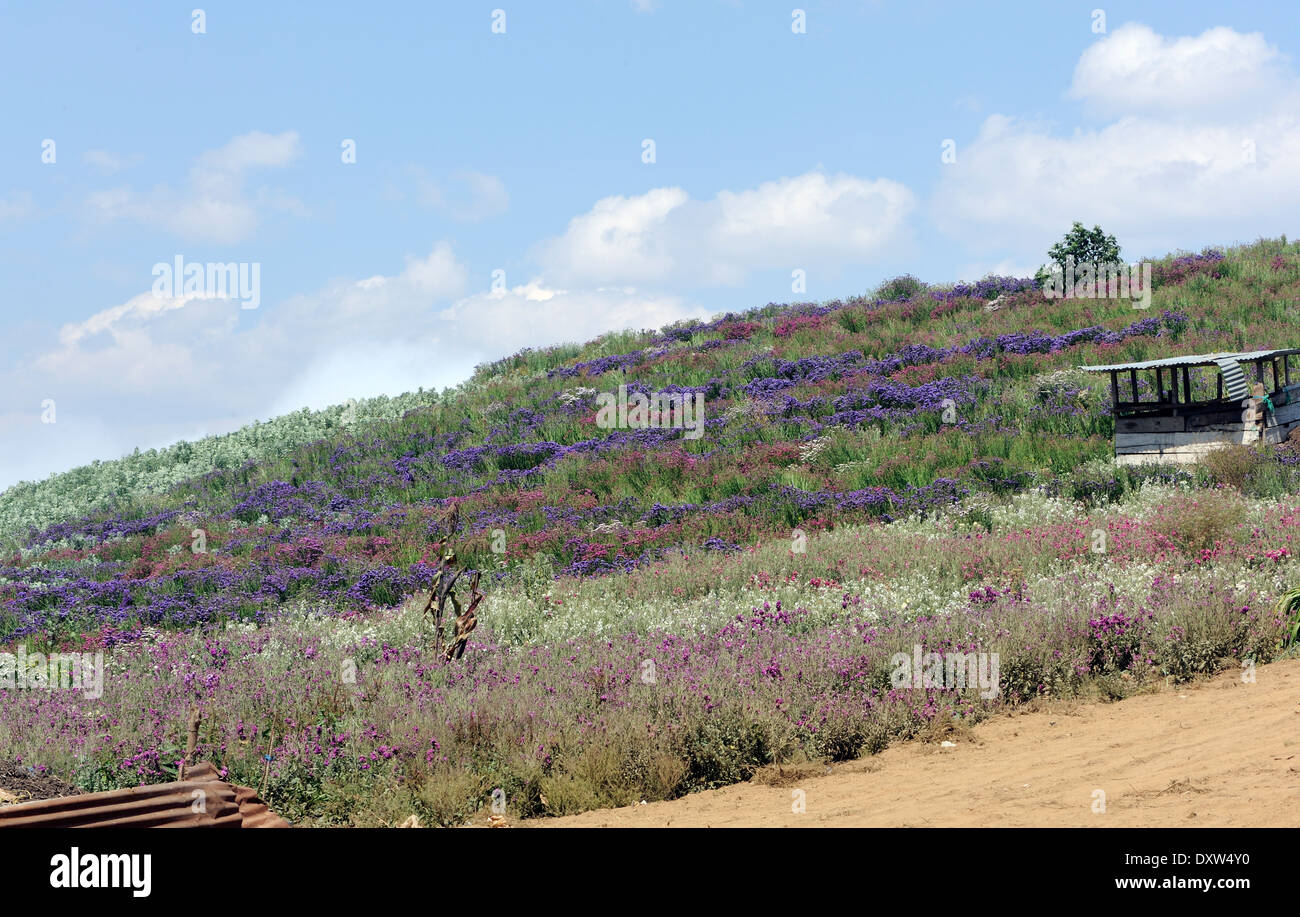 Statice fleurs poussent dans un champ. Ils seront séchés et utilisés pour la décoration. Ci-dessous Cerro Quemado, brûlé en Crête. Quetzaltenango, Banque D'Images