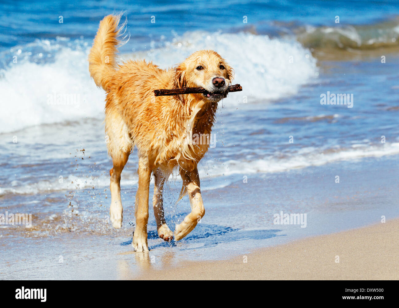 Happy Young Golden Retriever. Addorable chien qui court sur la plage de l'extraction Stick Banque D'Images