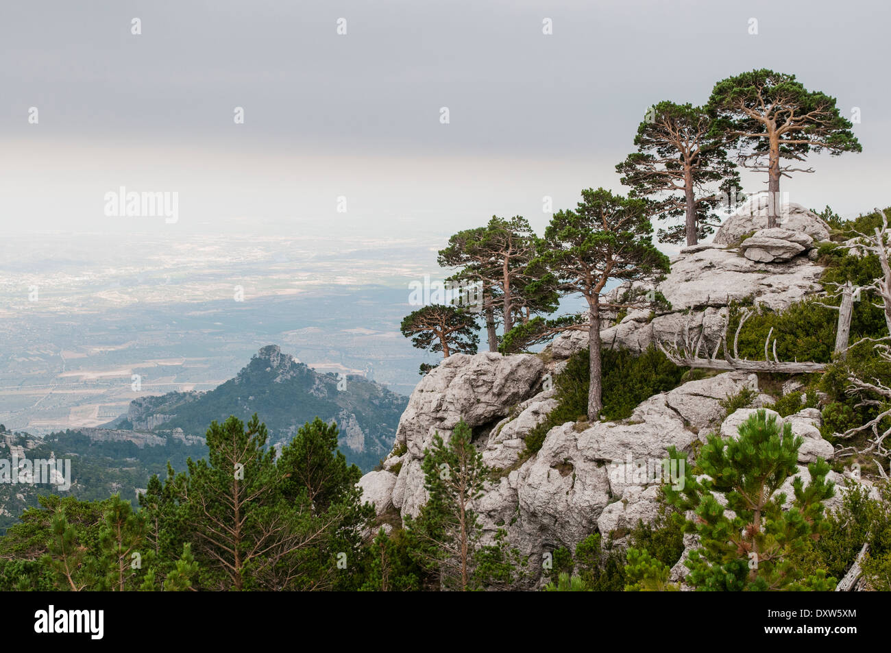 Le pin sylvestre (Pinus sylvatica) arbres dans la montagne Caro à Els Ports de Beseit, Espagne, façonné par le vent et les intempéries Banque D'Images