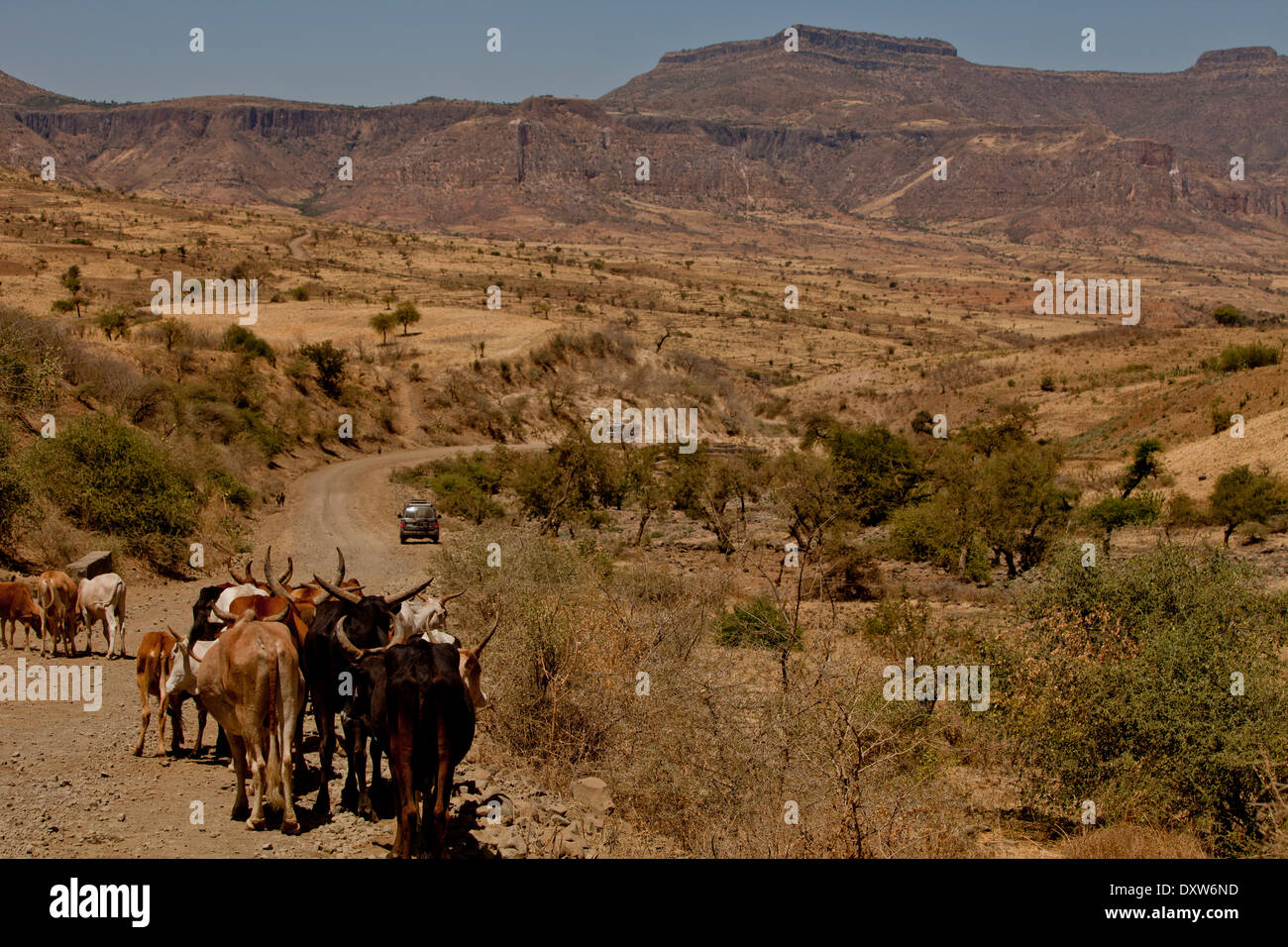Les Vaches à cornes marcher sur le côté de la route poussiéreuse avec 4RM éthiopienne en arrière-plan Banque D'Images