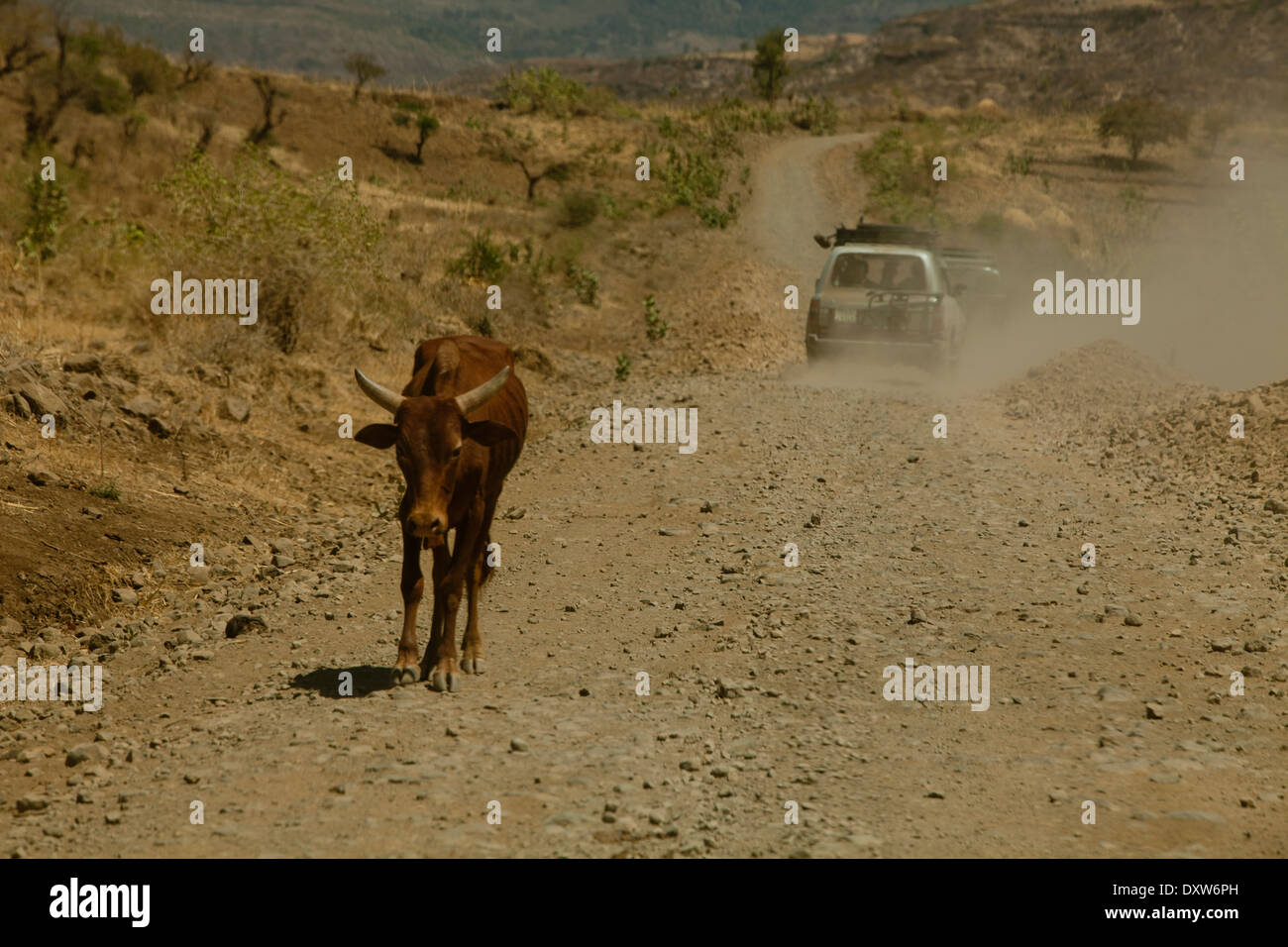 Vache cornes marcher sur le côté de la route poussiéreuse avec 4RM éthiopienne en arrière-plan Banque D'Images