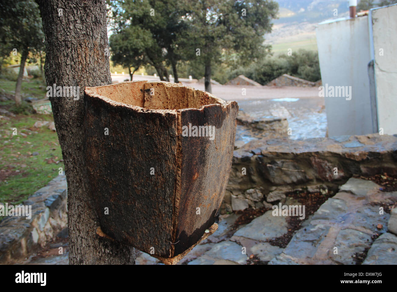 Poubelle écologique faite de cortex de l'arbre Banque D'Images