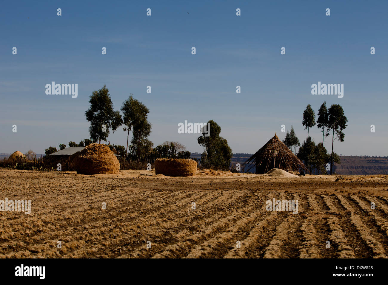 Open Field village éthiopien agricoles arbres paille Banque D'Images